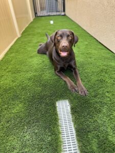 Artificial Grass for Dogs